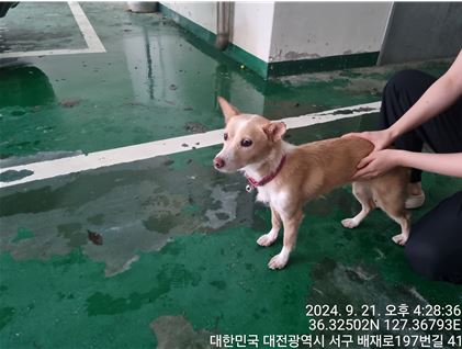 종료(반환) 믹스견…